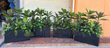 Artificial Mixed Plants in Planter Box 150cm Tall (used as divider) Ref: AOC