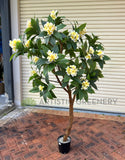 CT009A Frangipani Tree 190cm Tall