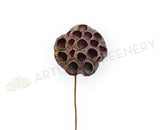 F0401 Dried Lotus Pod Stem 44cm (9cm Diameter) | ARTISTIC GREENERY