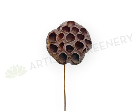 F0401 Dried Lotus Pod Stem 44cm (9cm Diameter) | ARTISTIC GREENERY