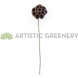 F0401 Dried Lotus Pod Stem 44cm (9cm Diameter) | ARTISTIC GREENERY