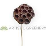 F0401 Dried Lotus Pod Stem 44cm (9cm Diameter) | ARTISTIC GREENERY