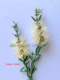 F0475 Bottlebrush / Callistemon Spray 67cm Red / Cream