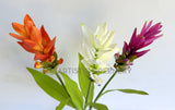 F0477 Ginger Flower 73cm Orange / White / Purple | ARTISTIC GREENERY