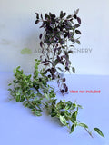 HP0097 Hanging Spiderwort / Tradescantia / Wandering Jew Plant 63cm 2 styles | ARTISTIC GREENERY