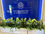 WA Psychiatry & ADHD Clinic (East Perth) - Artificial Plants for Planters | ARTISTIC GREENERY