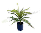 SP0386-S92 Artificial Boston Fern 46cm Real Touch Quality | ARTISTIC GREENERY