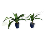 SP0455 Artificial Bird's Nest Fern Availalbe in 2 Sizes | ARTISTIC GREENERY