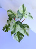 SP0457 Artificial Variegated Swiss Cheese Plant 27cm | ARTISTIC GREENERY