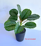 SP0458 Calathea Orbifolia Plant 33cm