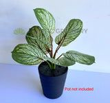 SP0459 Imitation Variegated Calathea Plant 33cm | ARTISTIC GREENERY