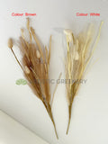 SP0460 Dried Style Pampas Grass with Bunny Tails 59cm White / Brown