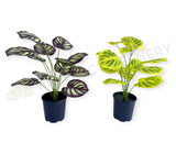 SP0468 Faux Calathea Makoyana 50cm Purple / Yellow| ARTISTIC GREENERY