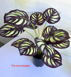 SP0468 Faux Calathea Makoyana 50cm Purple / Yellow| ARTISTIC GREENERY