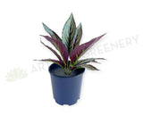 SP0472 Artificial Calathea Eleptic / Pin-stripe Calathea 30cm | ARTISTIC GREENERY