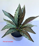 SP0472 Artificial Calathea Eleptic / Pin-stripe Calathea 30cm | ARTISTIC GREENERY