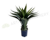 T0035 Artificial Large Aloe Vera 60cm | ARTISTIC GREENERY