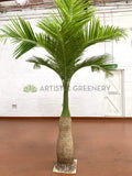 T0129 Phoenix Palm 280cm with Coconut