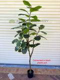 T0130V Artificial Variegated Rubber Tree / Ficus Elastica Ruby 170cm | ARTISTIC GREENERY