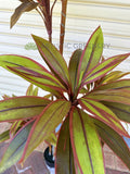 T0184 Faux Cordyline Fruticosa Tree / Ti Plant 140cm | 170cm | ARTISTIC GREENERY