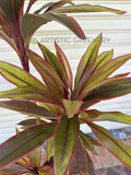 T0184 Faux Cordyline Fruticosa Tree / Ti Plant 140cm | 170cm | ARTISTIC GREENERY