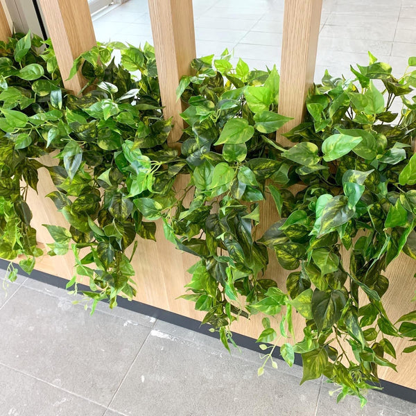 Coles Distribution Centre Canteen Kewdale - Hanging Greenery for Built ...