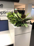 SAGE WA - Office Silk Dieff Plants for Tambour Units