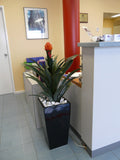 The WA Group Training Scheme Inc - Plants for Receptions & Offices