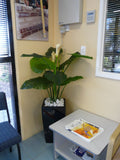 The WA Group Training Scheme Inc - Plants for Receptions & Offices