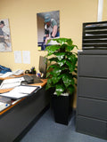 The WA Group Training Scheme Inc - Plants for Receptions & Offices