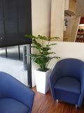 The WA Group Training Scheme Inc - Plants for Receptions & Offices