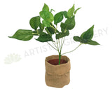 SP0234 Jade Pothos Plant 35cm Green